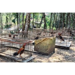 Policiais apreendem aproximadamente 100 aves utilizadas em rinhas